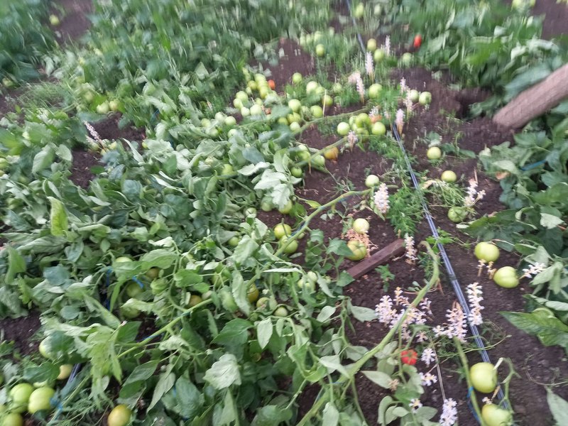 Solarii distruse de furtună la Matca, cel mai mare bazin legumicol din țară: „Muncești un an întreg pentru a avea roade bogate…”