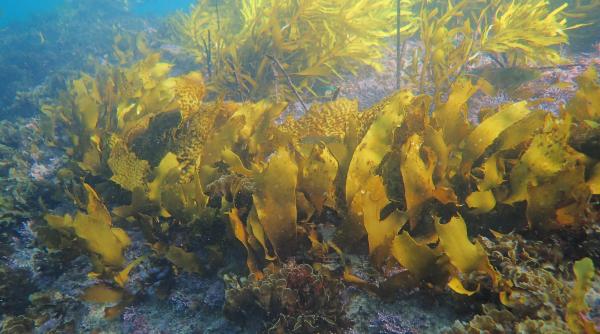 "Nu aducem înapoi doar o specie, ci construim un întreg ecosistem". Pădurile subacvatice se întorc pe coasta din Sydney