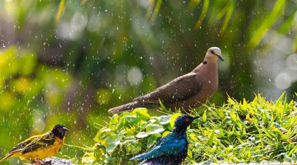 De ce vor dispărea 500 de specii de păsări în următoarea sută de ani. Cercetători: „Nu există o soluţie magică” pentru salvarea lor