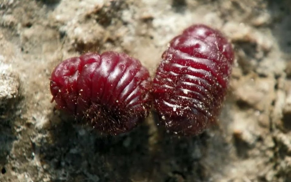 Gândacul zdrobit care a colorat întreaga Europă. Cum a revoluționat moda și arta o insectă din America Centrală