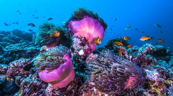 Creatura nou descoperită care se mișcă precum un covor fermecat plutitor