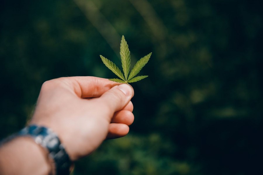 Thailanda a fost prima țară care a legalizat marijuana. Trei ani mai târziu, lucrurile au scăpat de sub control