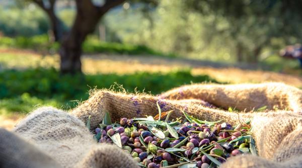 Val de jafuri de măsline în Grecia. Se fură și tone întregi de ulei, dar și copaci cu rădăcini cu tot, sau măsline deja culese