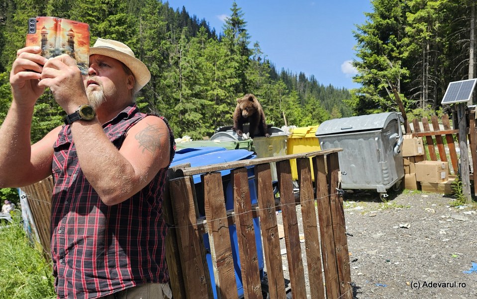 Urșii, stăpânii tomberoanelor pe Transfăgărășan: „Sunt deja atât de isteți încât blochează drumul”