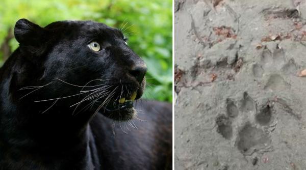 Românii din Giurgiu nu se tem de pantera neagră venită din Bulgaria: "Oare câți ani are? Mi-ar plăcea să o văd"