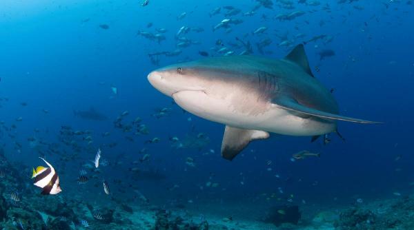 Momente teribile pe o plajă din Australia. Un băiat a fost urmărit până la mal de un rechin care îl rănise în apă