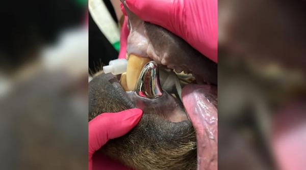 „Tundra tocmai a făcut istorie”: Dintele nou de titan primit de un urs brun a devenit cea mai mare coroană dentară din lume