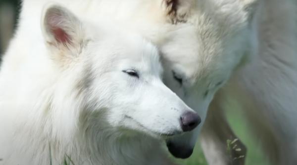 Cum arată acum lupii străvechi înviați în laborator. În 6 luni, Romulus și Remus au devenit mult mai mari decât cei din zilele noastre