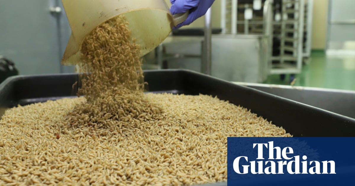 SUA vor reproduce miliarde de muște și le vor arunca din aeronave în încercarea de a combate viermii carnivori