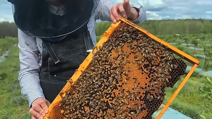 Apicultura meliferă face mai mult rău decât bine?