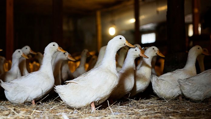 Lapte crud și păsări sălbatice: Cum ar putea ajunge în Europa tulpina de gripă aviară care stârnește alarmă în SUA