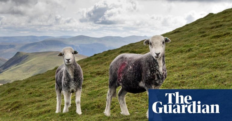Foto reprezentând fermele anglia putea - Știri România