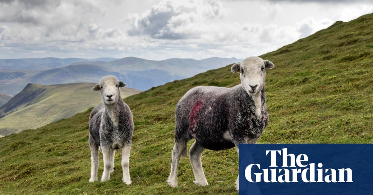 fermele anglia putea: Fermele din Anglia ar putea fi scoa…