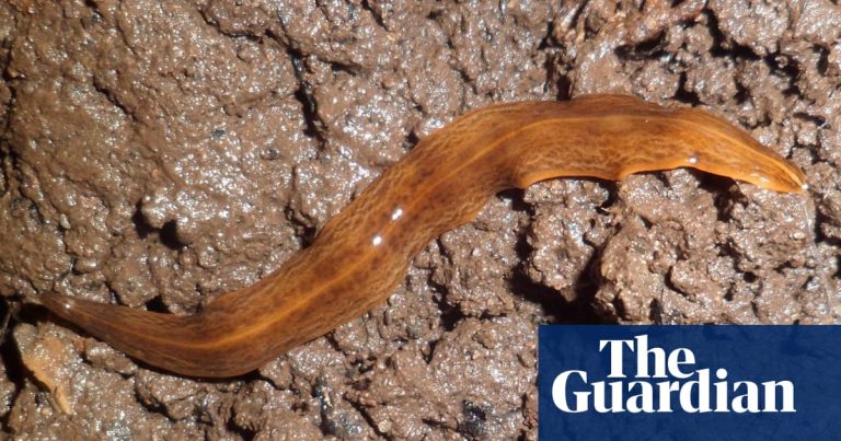 comerțul plante ghiveci - Imagine ilustrativă