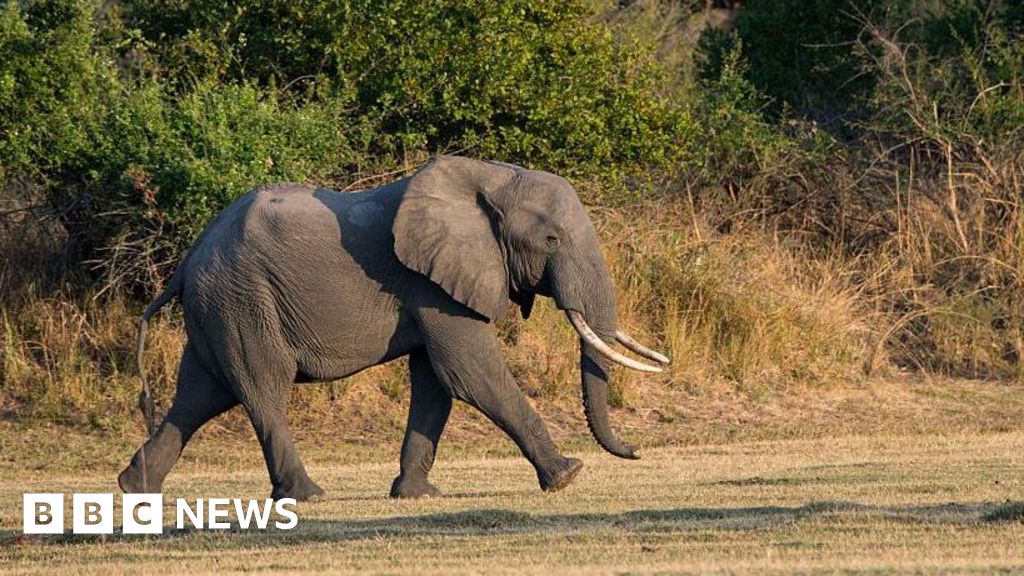 Foto reprezentând elefant ucide turiști - Știri România