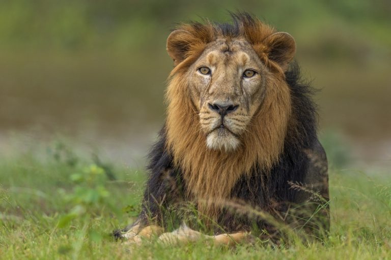 Foto reprezentând domesticit atacat femeie - Știri România