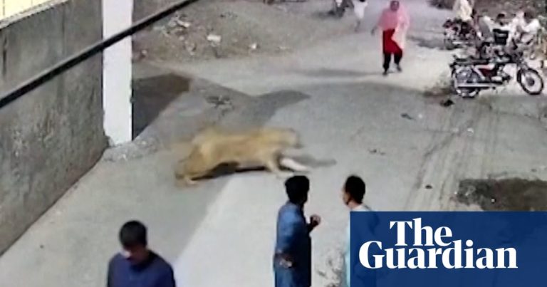 Foto reprezentând proprietarii ferme arestați - Știri România