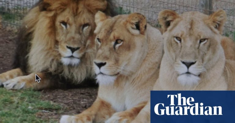 Imagine despre grădina zoologică queensland - Top10stiri.ro