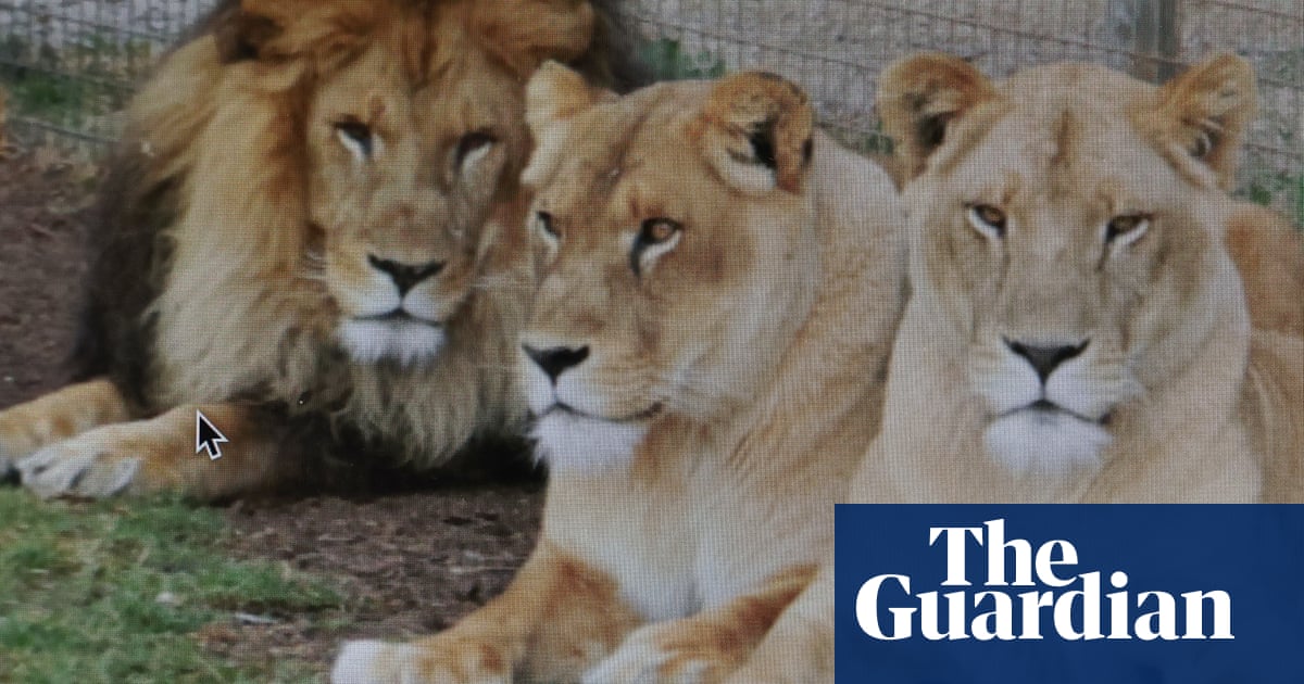 Grădina zoologică din Queensland se redeschide la două zile după ce o femeie și-a pierdut brațul din cauza unei leoaice