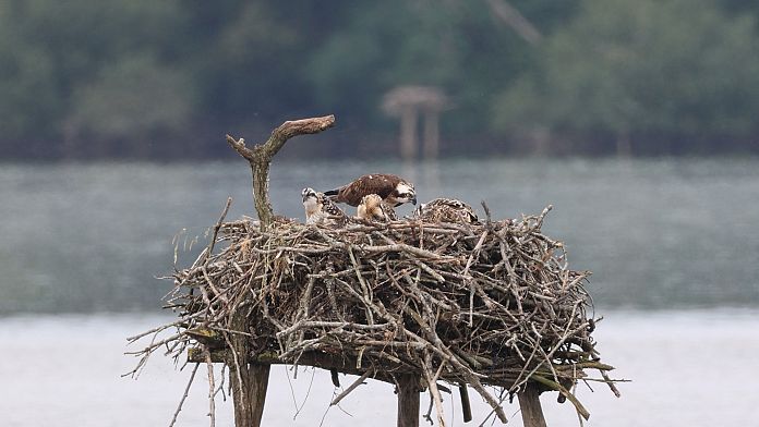 Marais d’Orx: o zonă umedă cu o istorie bogată, natură diversă și păsări de pradă
