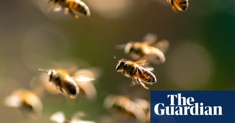 Vizual pentru atacul albine rănit pe Top10stiri.ro