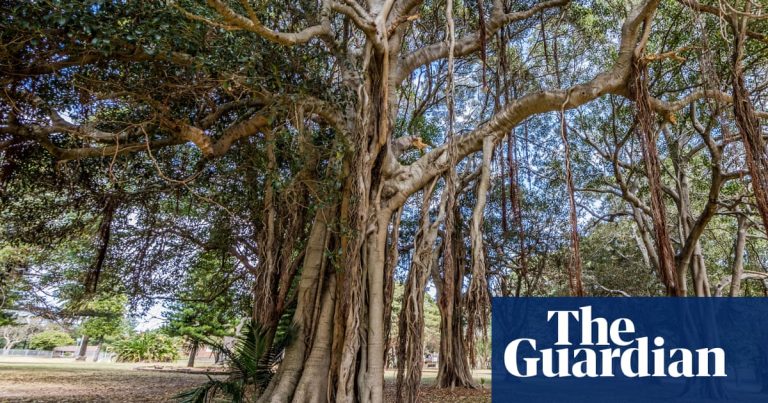 Imagine despre găuritor invaziv australia - Top10stiri.ro