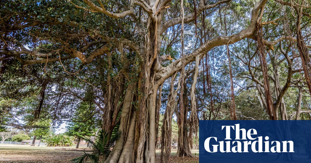 Un găuritor invaziv din Australia de Vest ar putea face ravagii asupra copacilor de patrimoniu din Sydney