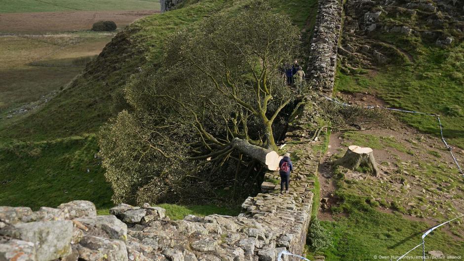 Marea Britanie: Vandalii copacilor Sycamore Gap condamnați la închisoare