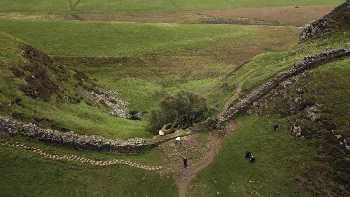 Doi bărbați care au doborât emblematicul copac Sycamore Gap de pe Zidul Roman din Marea Britanie, condamnați la patru ani de închisoare
