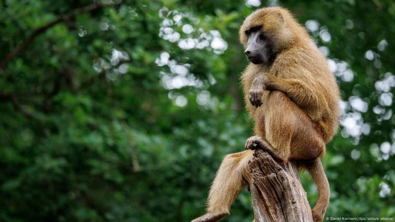 protest germania babuinii - Imagine ilustrativă