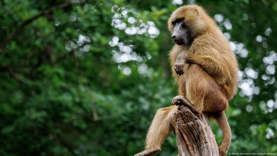 Protest în Germania după ce babuinii au fost uciși de o grădină zoologică