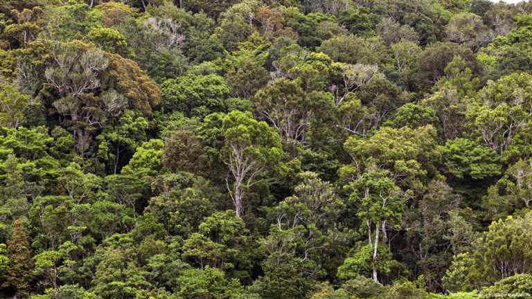 Foto reprezentând grea insectă băț - Știri România