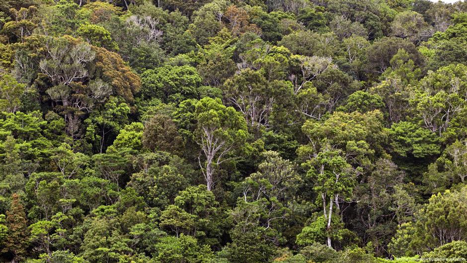 Cea mai grea insectă-băț din Australia, descoperită