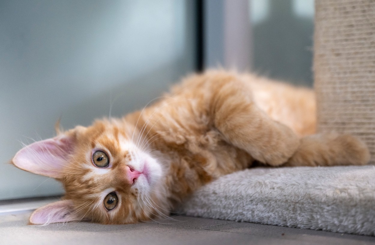 Vizual pentru pisicile suferă demență pe Top10stiri.ro