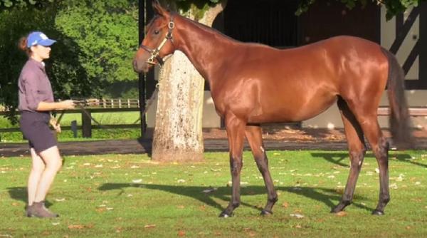 Vizual pentru iapă cumpărată suma pe Top10stiri.ro