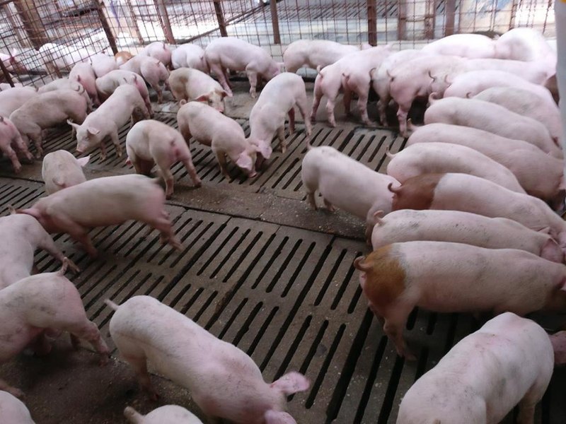 Foto reprezentând industria cărnii porc - Știri România