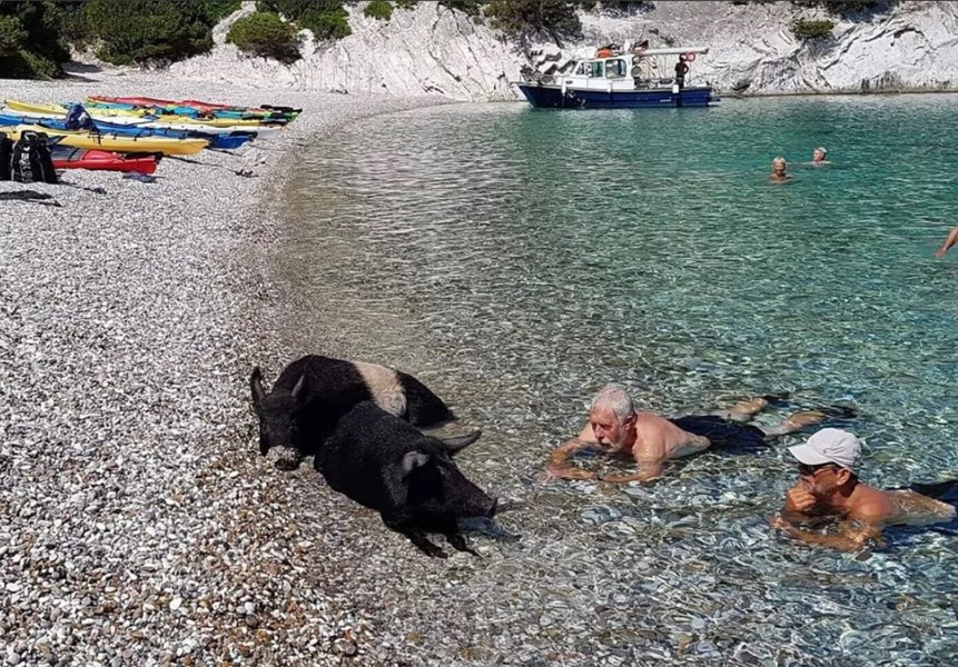 Foto reprezentând mistreții noua atracție - Știri România