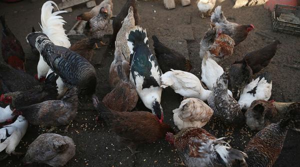 Foto reprezentând câte găini voie - Știri România