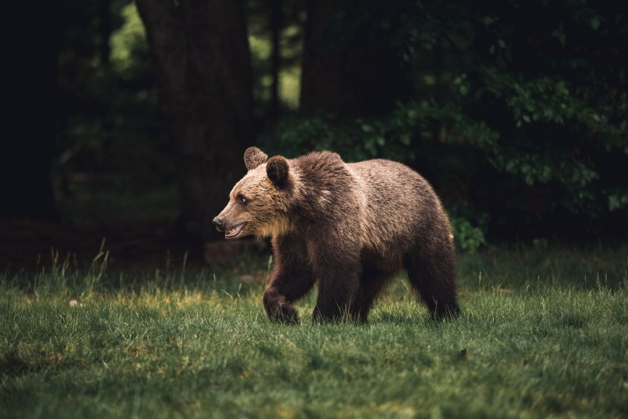 Foto reprezentând slovacia măsuri monitorizare - Știri România