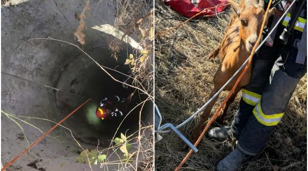 Foto reprezentând capră salvată pompierii - Știri România