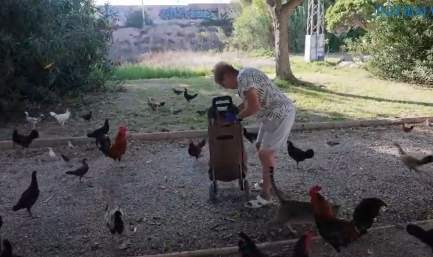 invazia găinilor într - Imagine ilustrativă