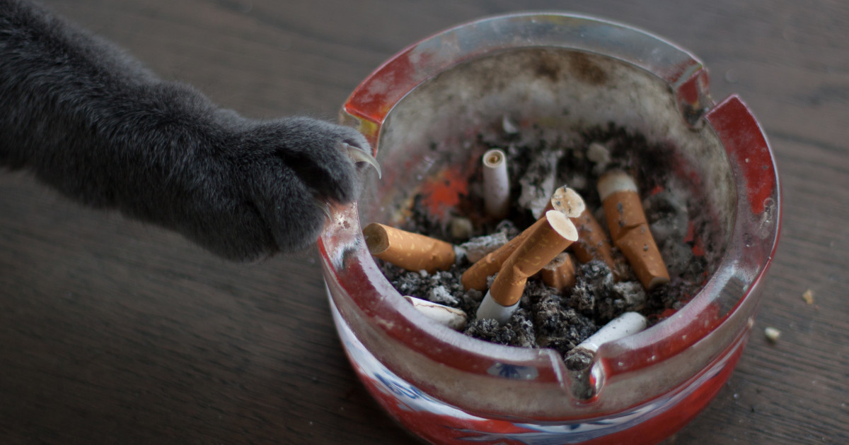 Vizual pentru fumatul pasiv poate pe Top10stiri.ro