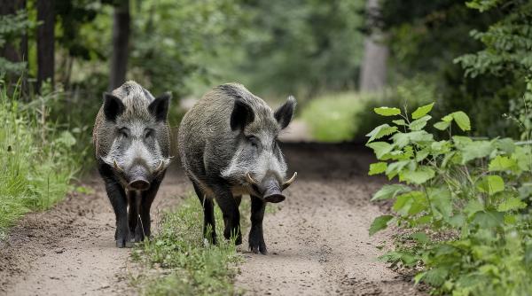 Foto reprezentând porcii mistreți california - Știri România