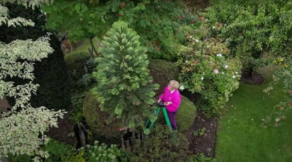 Vizual pentru copac preistoric cuplu pe Top10stiri.ro