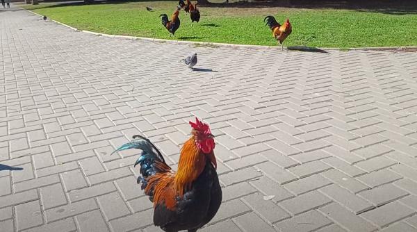 Vizual pentru oraşul invadat găini pe Top10stiri.ro