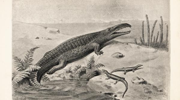 fosilă rară veche - Imagine ilustrativă