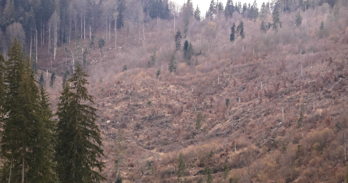 Foto reprezentând românia pierde păduri - Știri România