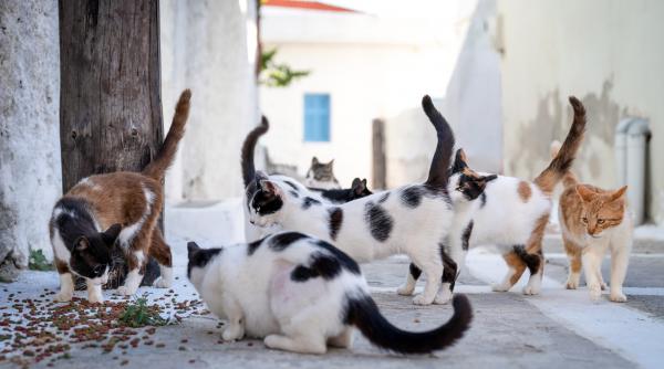 Vizual pentru pisici bucurești sterilizate pe Top10stiri.ro