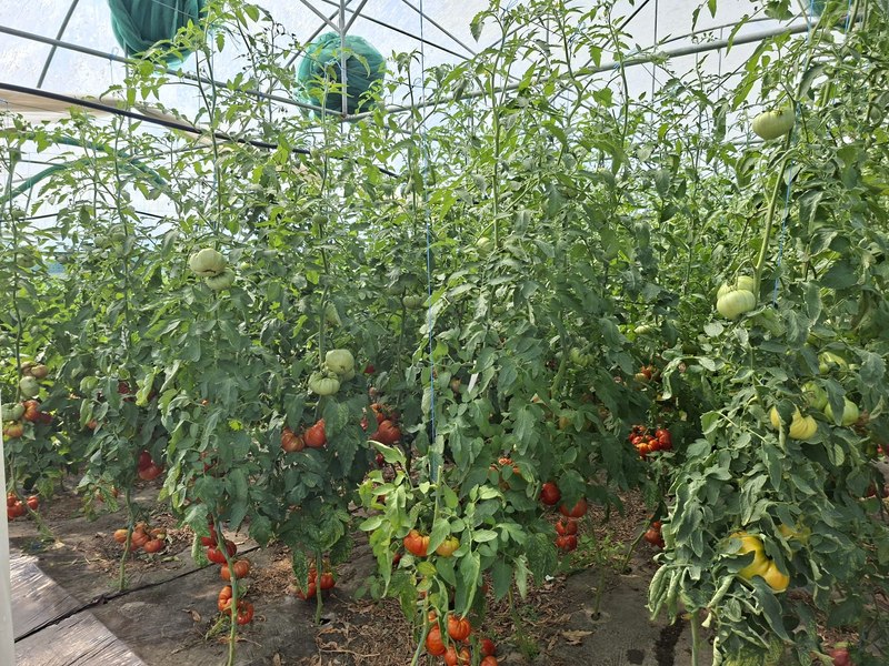 Vizual pentru bondarii prădătorii aliații pe Top10stiri.ro