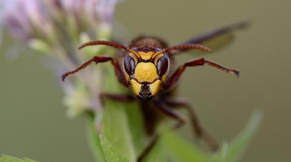 Imagine despre invazie silențioasă periculoasă - Top10stiri.ro